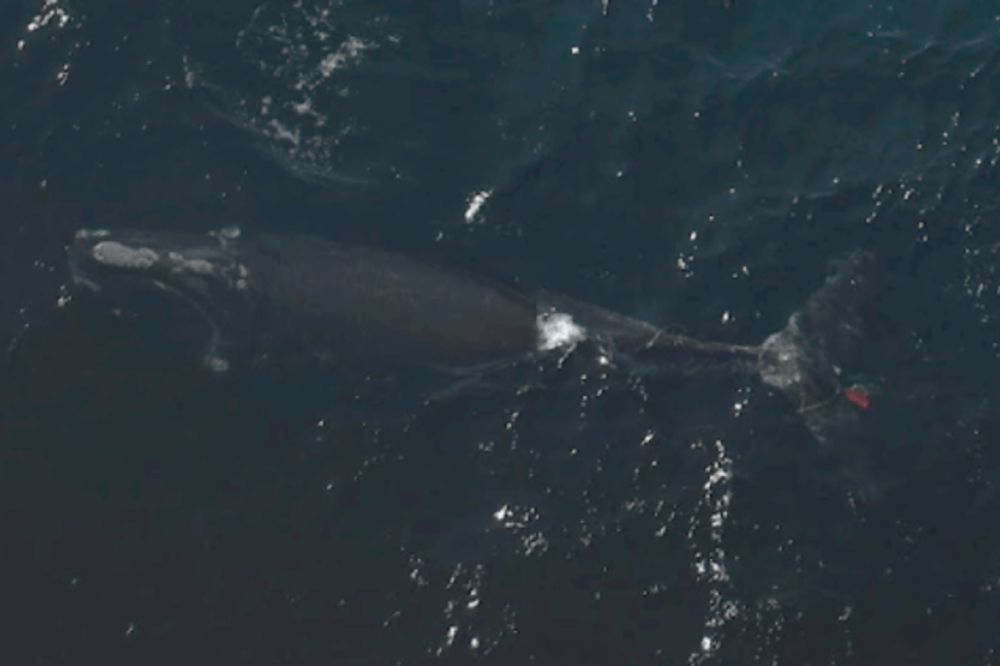 NOAA confirms North Atlantic Right Whale killed by commercial lobster gear