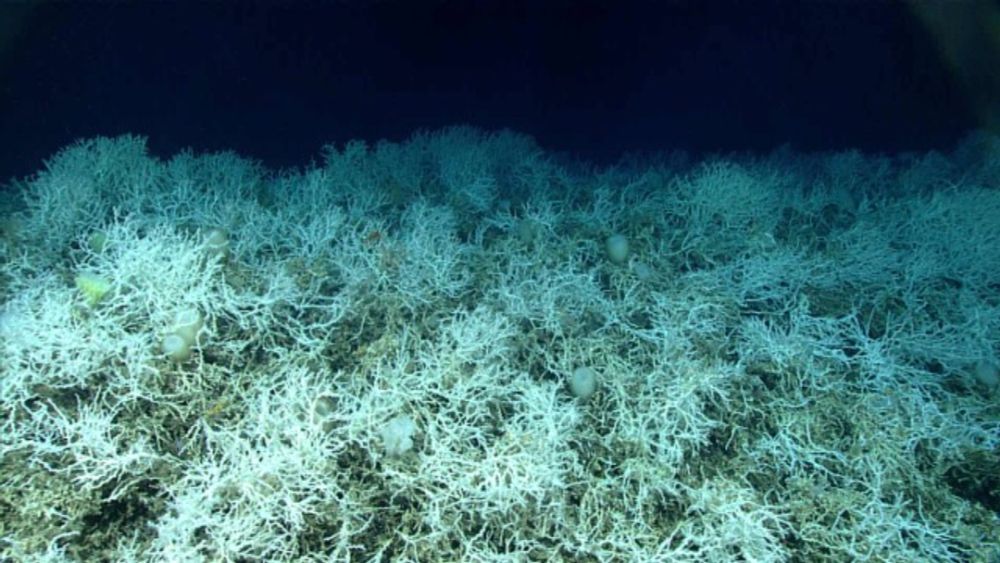 The world’s largest cold water coral reef lies beside the first experimental deep-sea mining test ...