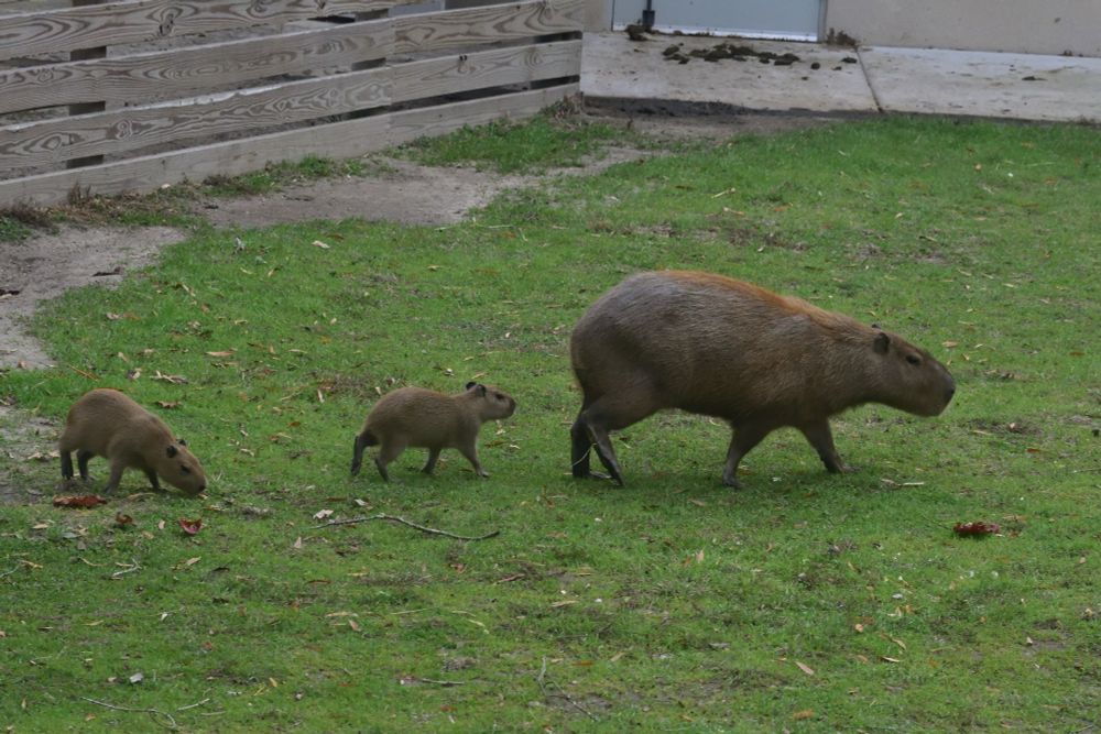 A mother capybara and two baby capybaras being capybaras. 