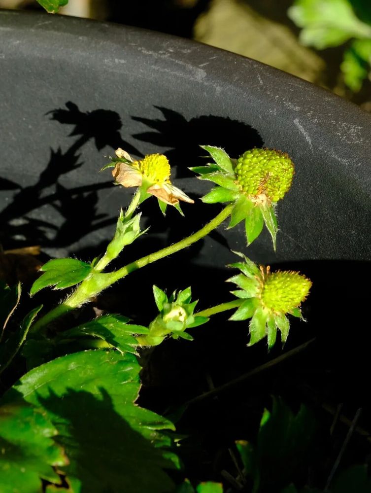 Strawberry blooming in November 2025 in Edinburgh