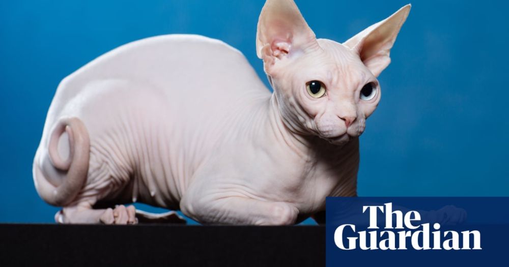 Sphynx has lowest life expectancy of domestic cat breeds, research finds