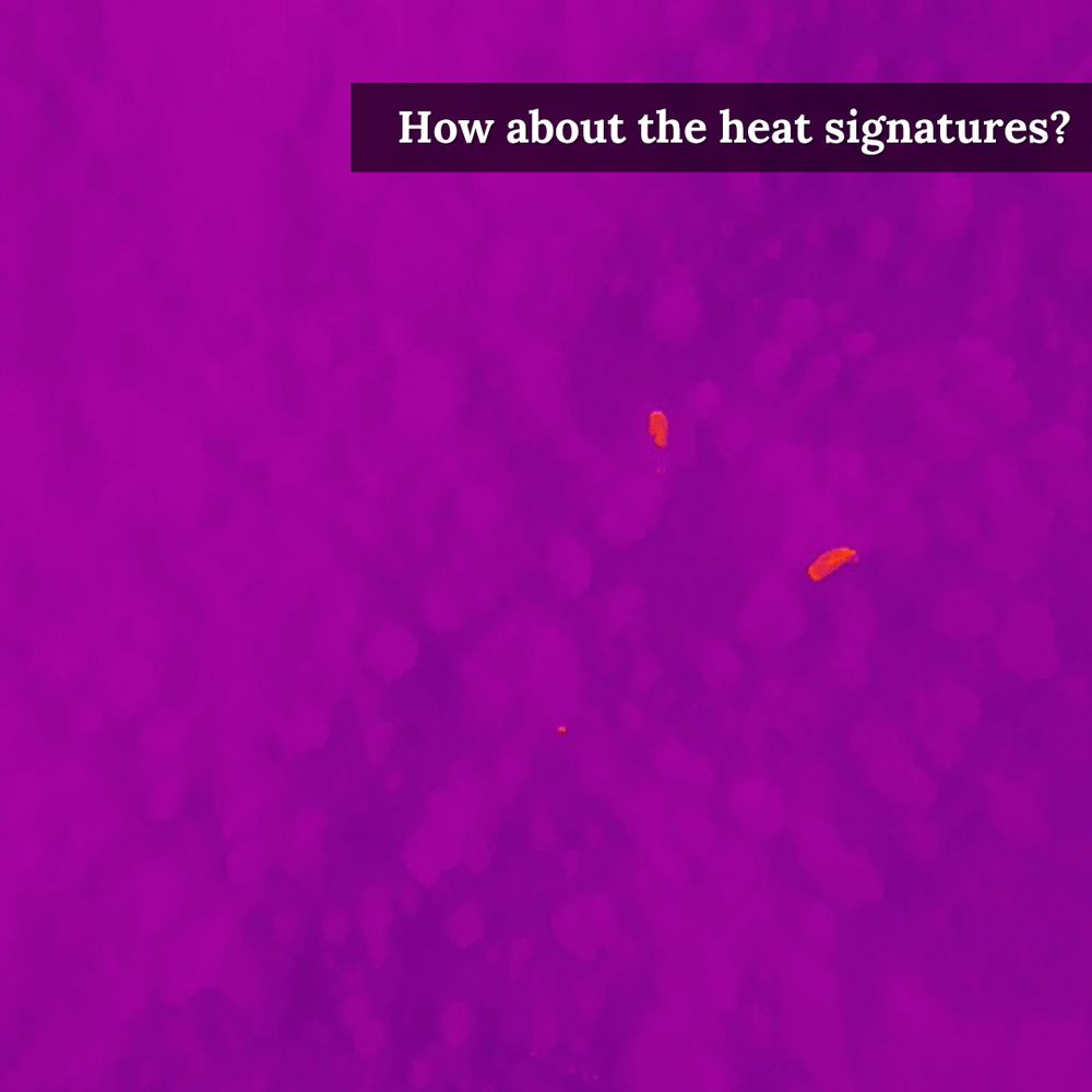 Thermal image showing two animals.