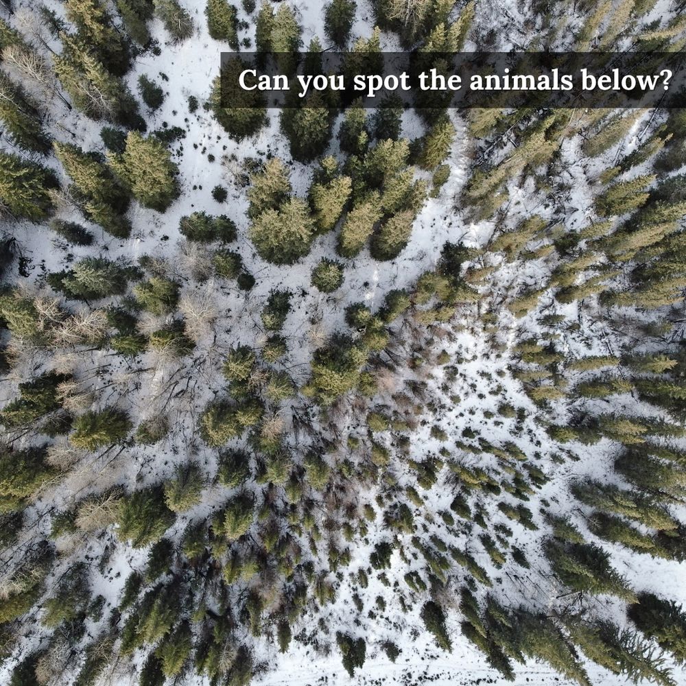 Visible light (RGB) image of a conifer forest.