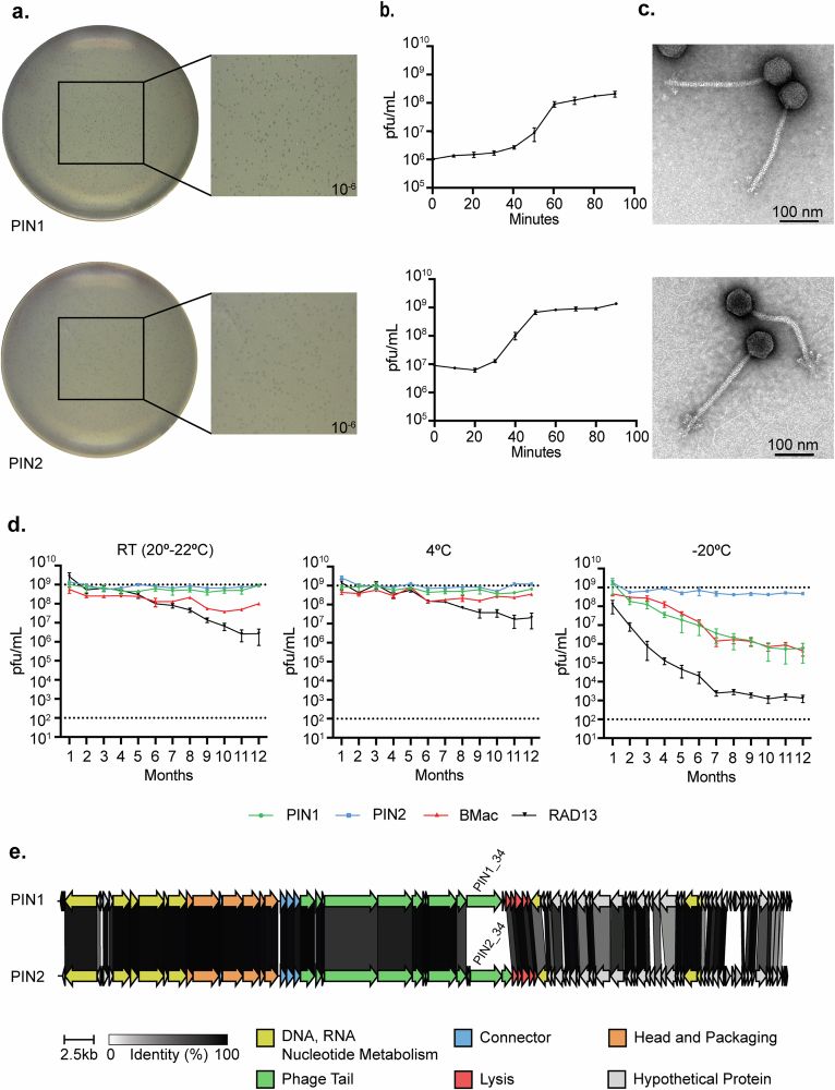 Highly stable bacteriophages PIN1 and PIN2 have hallmarks of flagellotropic phages but infect immotile bacteria