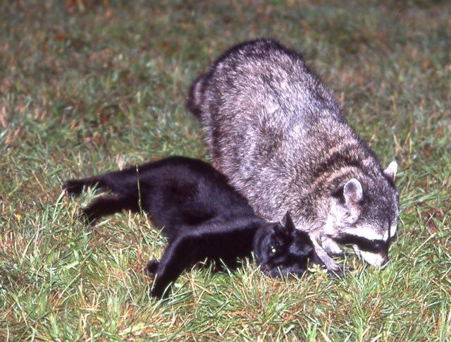 An adorable raccoon.