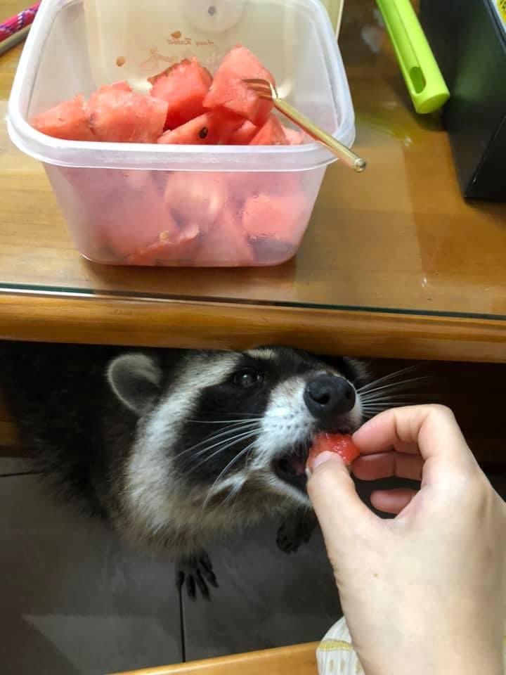 An adorable raccoon.