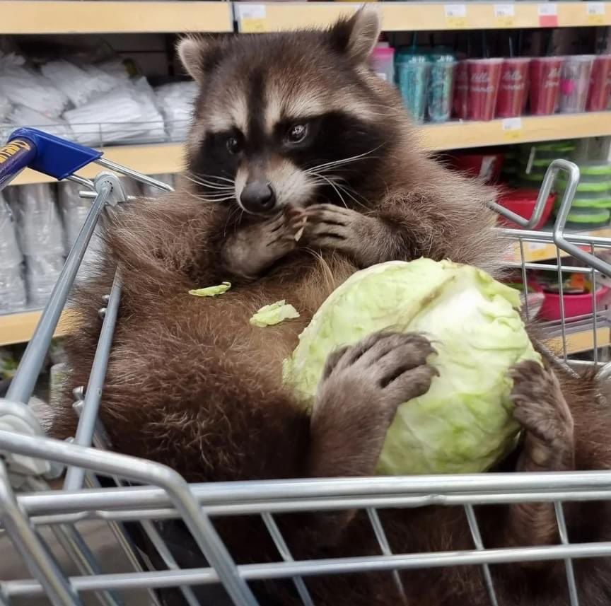An adorable raccoon.