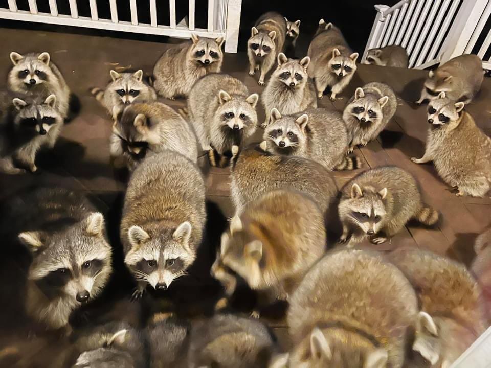 An adorable raccoon.