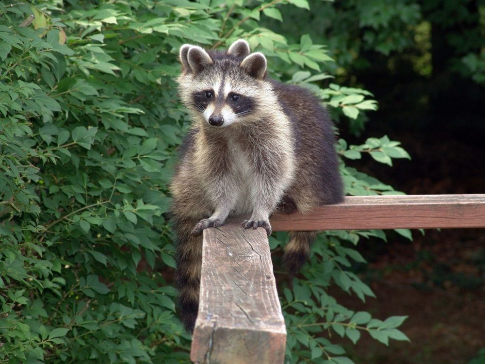 An adorable raccoon.