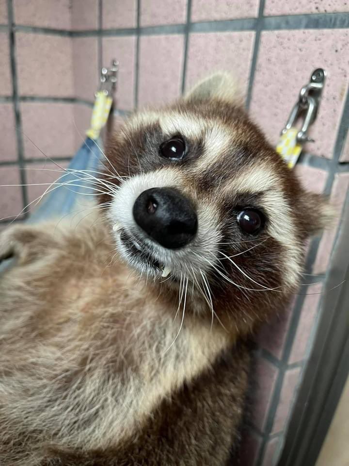 An adorable raccoon.