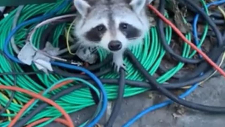 An adorable raccoon.