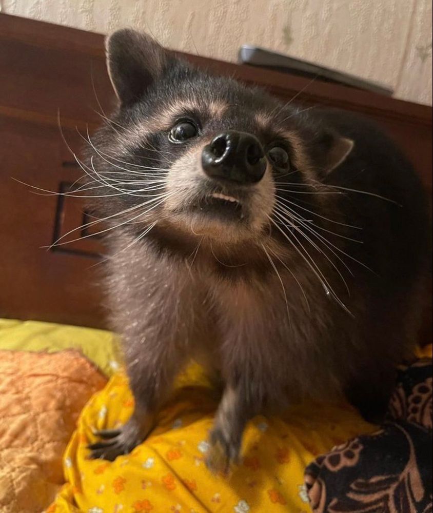 An adorable raccoon.