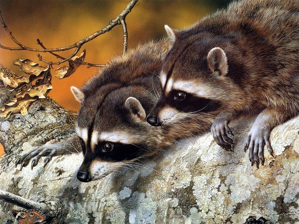 An adorable raccoon.