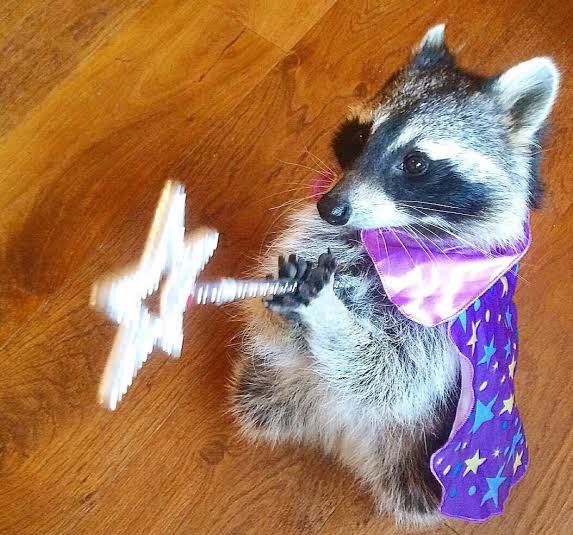 An adorable raccoon.