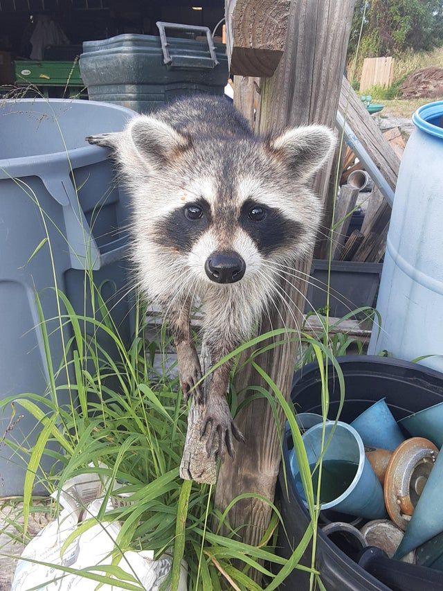 An adorable raccoon.