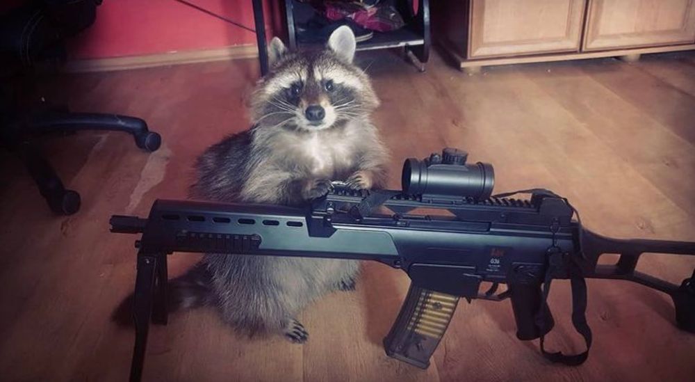 An adorable raccoon.