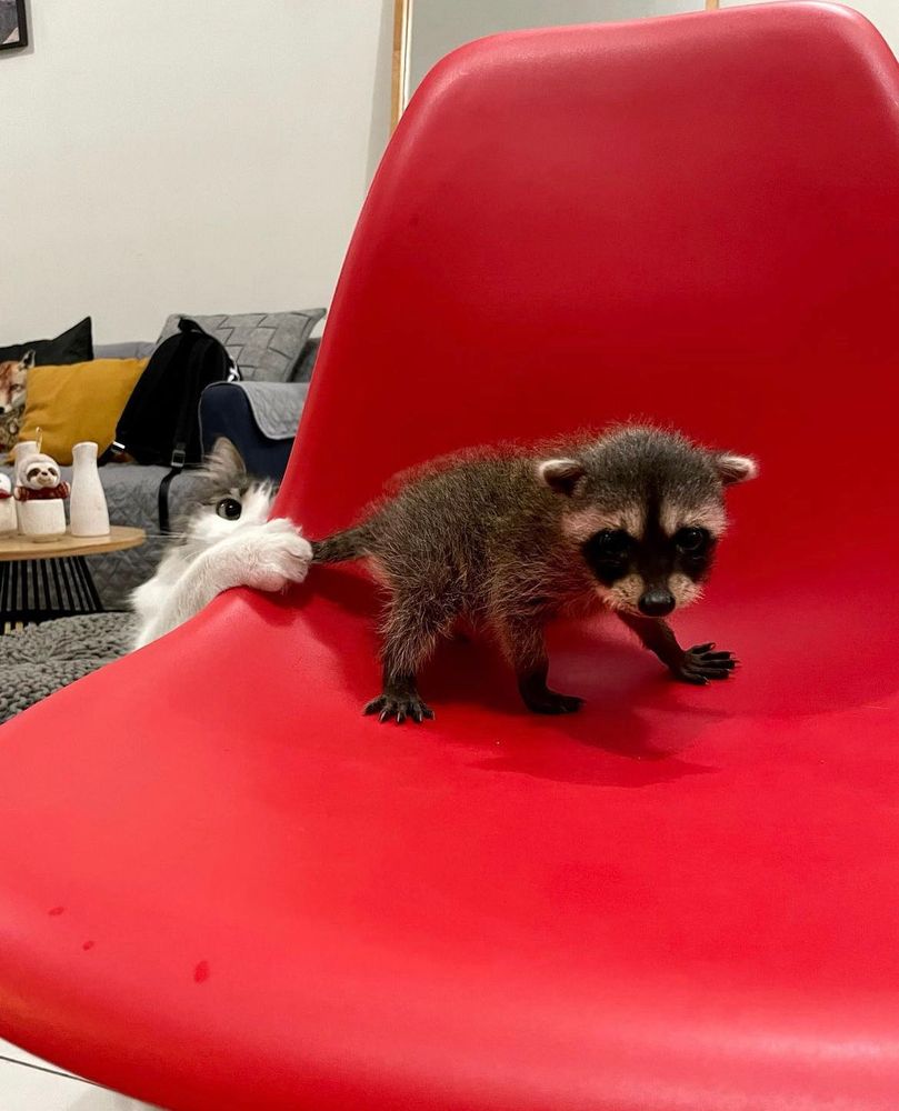 An adorable raccoon.
