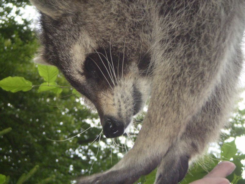 An adorable raccoon.