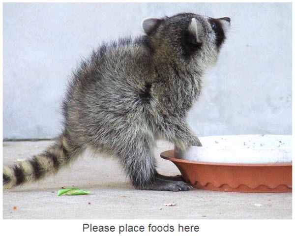 An adorable raccoon.