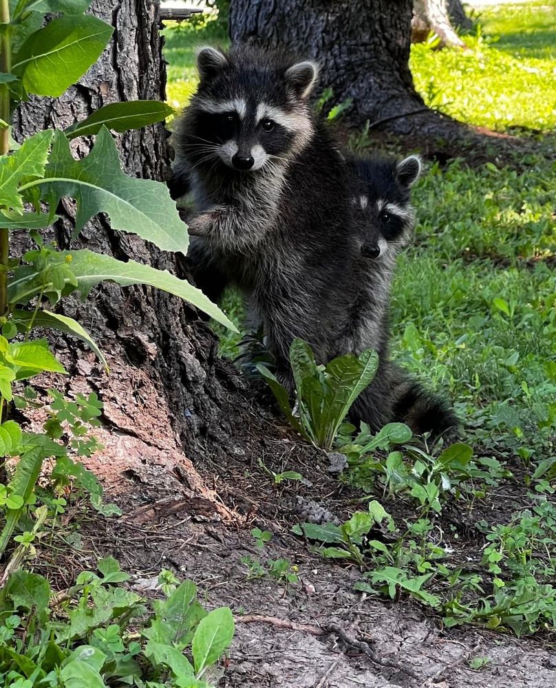 An adorable raccoon.