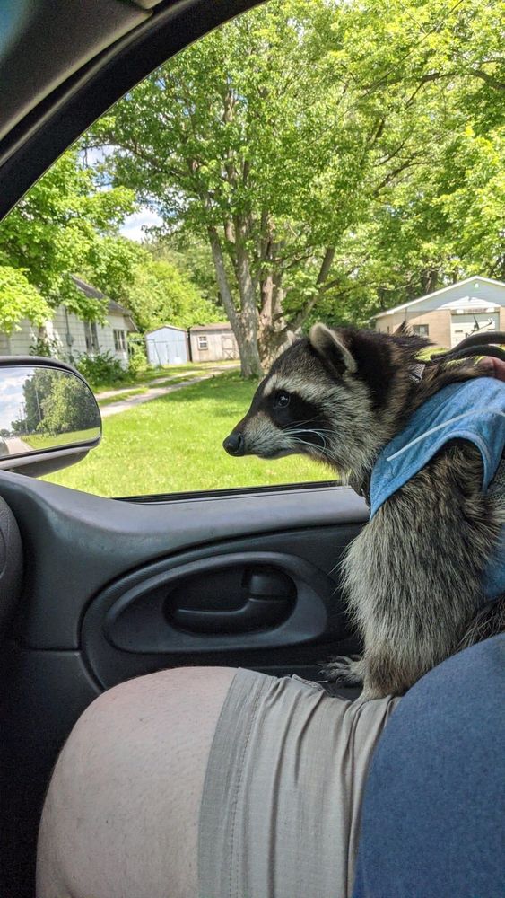 An adorable raccoon.