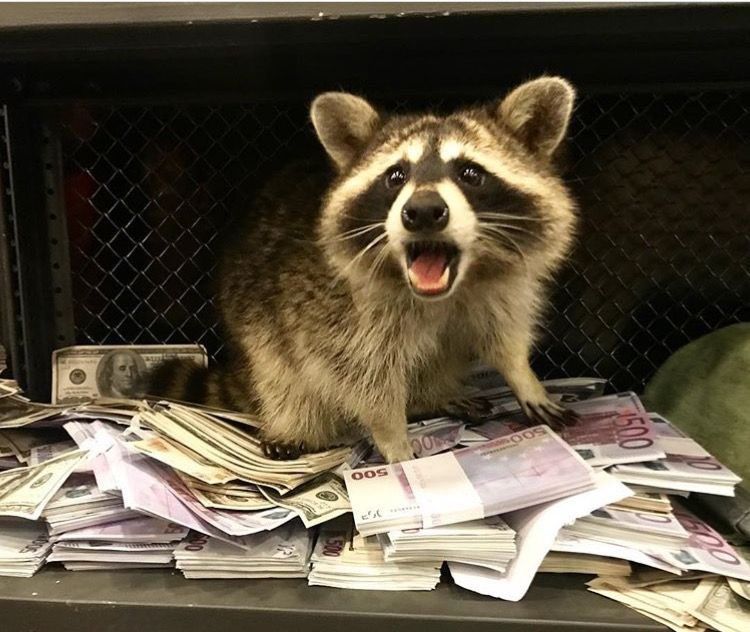 An adorable raccoon.