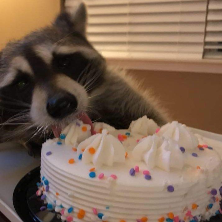 An adorable raccoon.