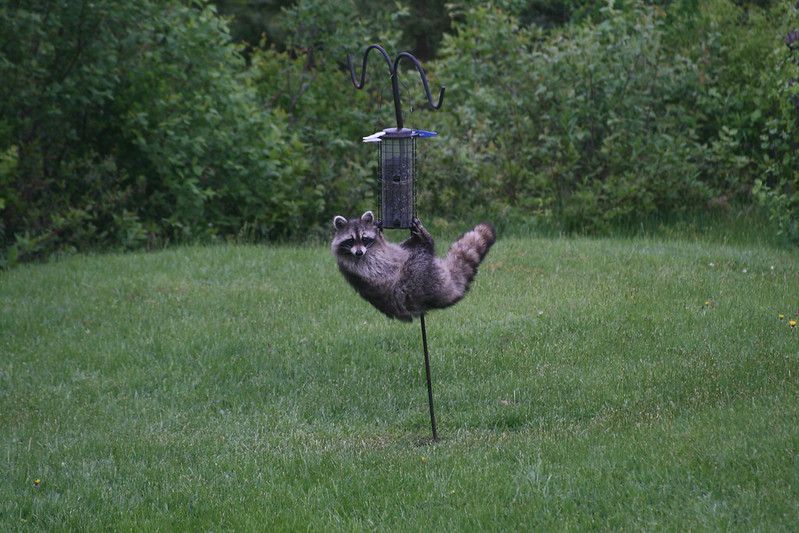 An adorable raccoon.
