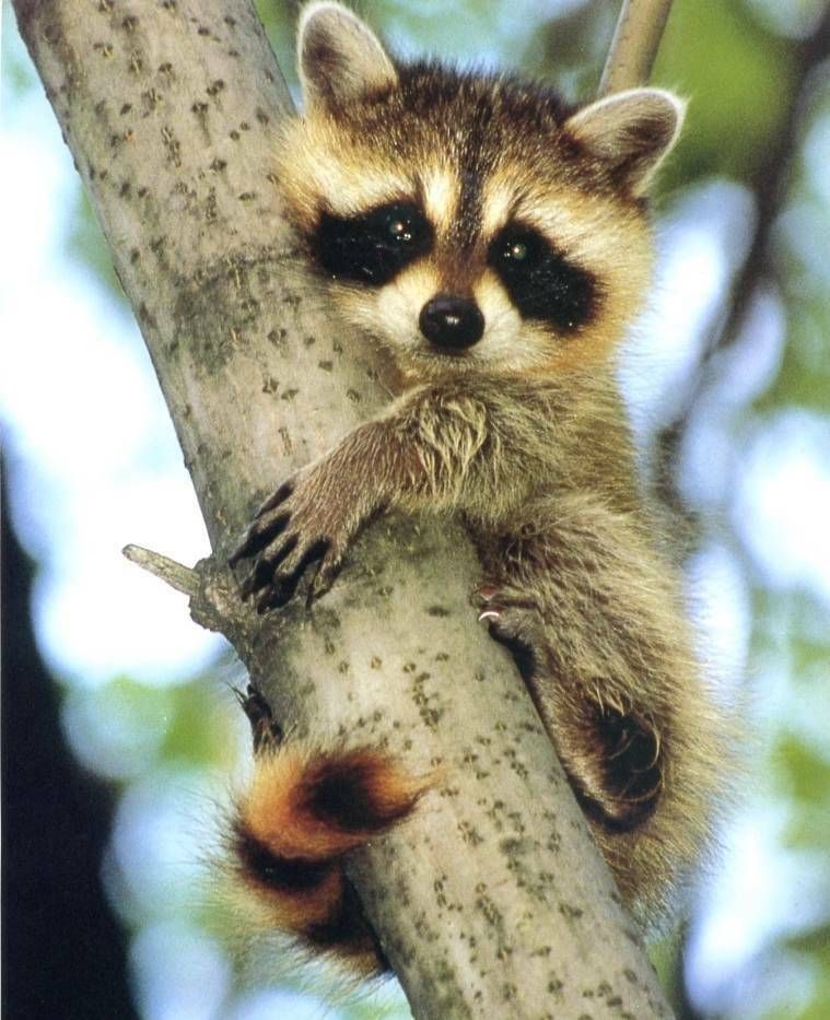 An adorable raccoon.