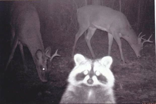 An adorable raccoon.