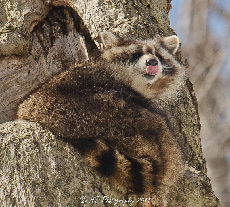 An adorable raccoon.