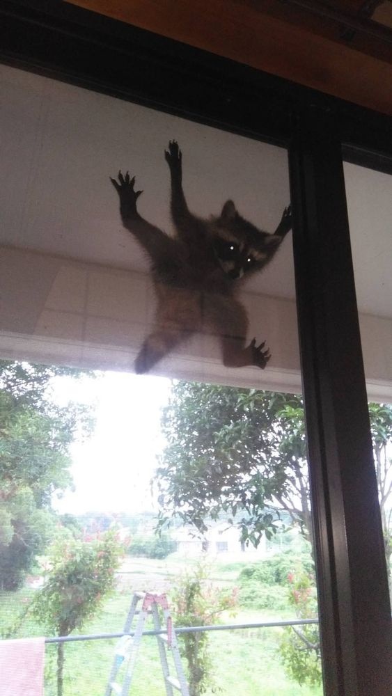 An adorable raccoon.