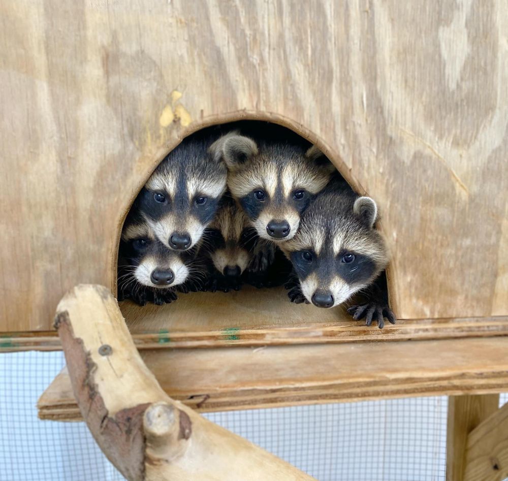 An adorable raccoon.
