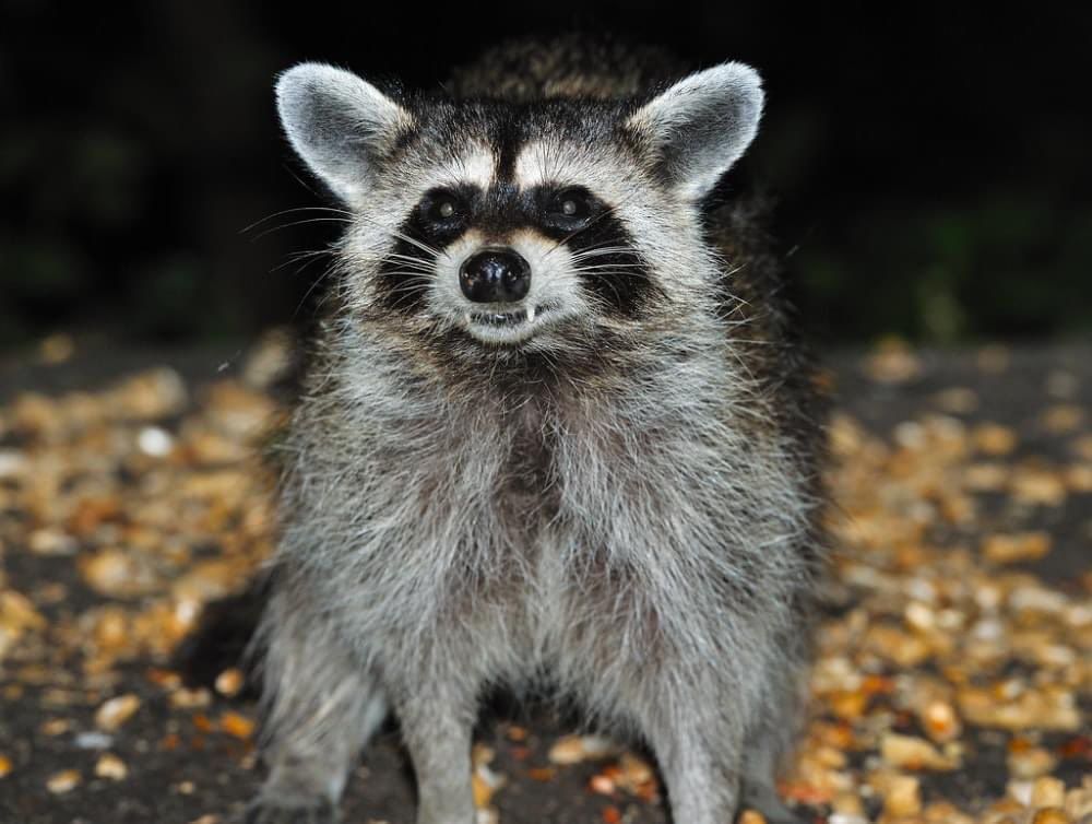 An adorable raccoon.