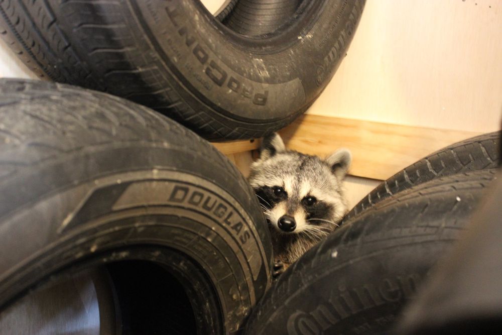 An adorable raccoon.