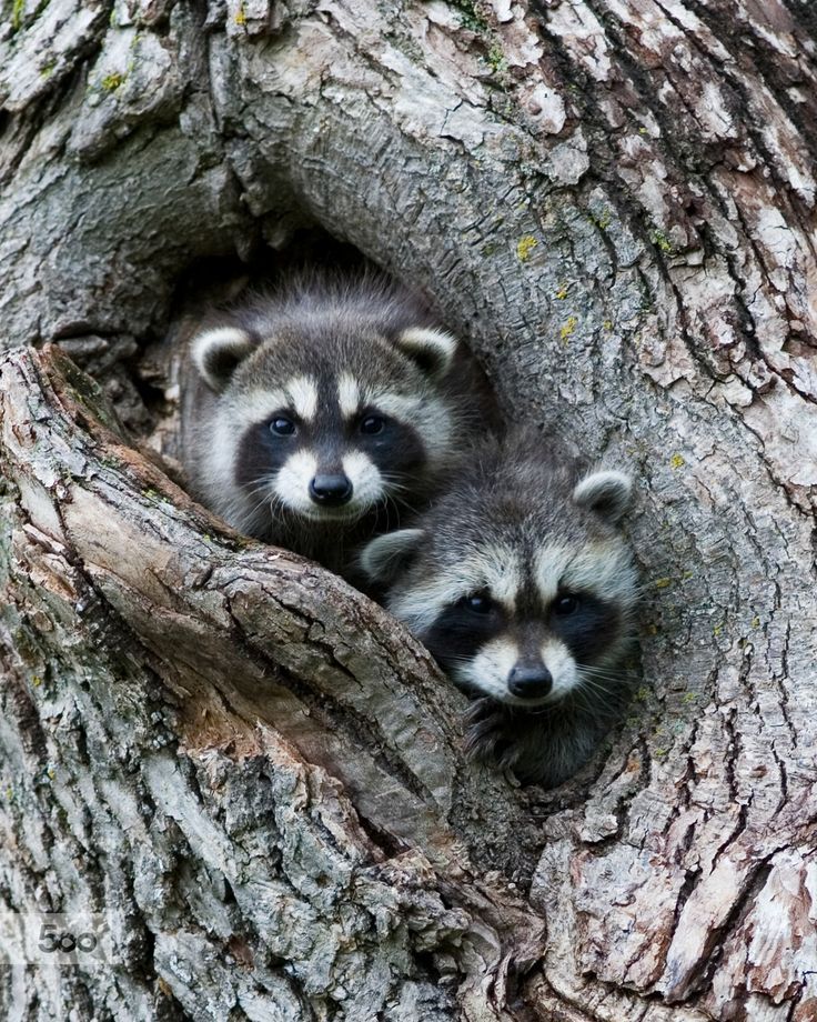 An adorable raccoon.