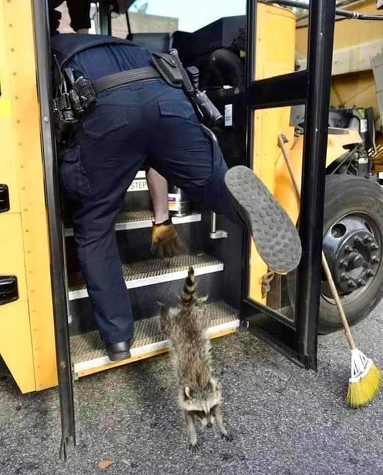 An adorable raccoon.