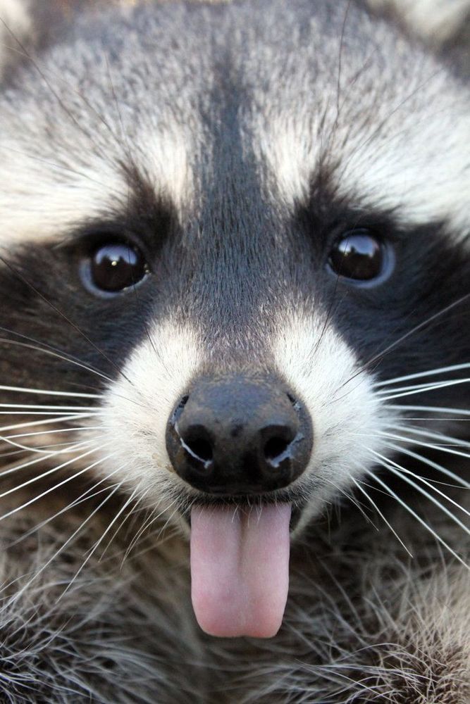 An adorable raccoon.