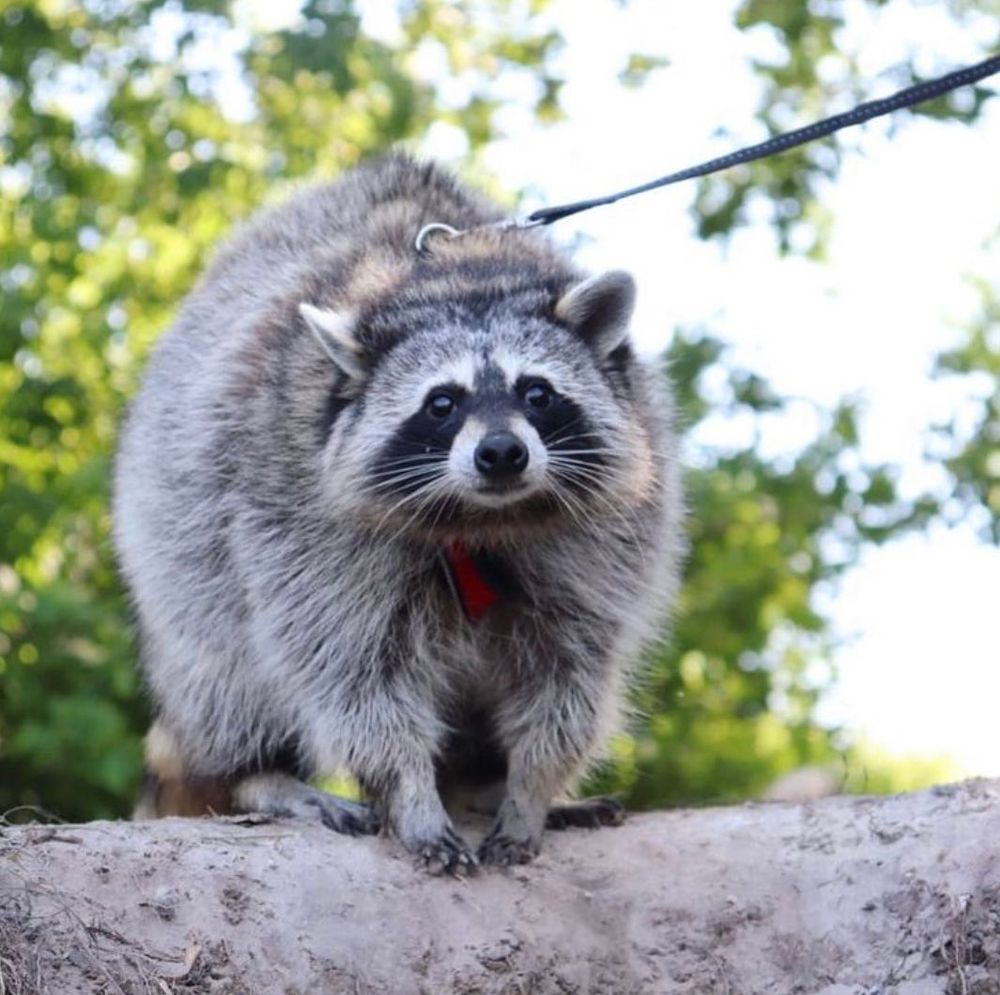 An adorable raccoon.