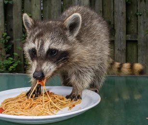 An adorable raccoon.