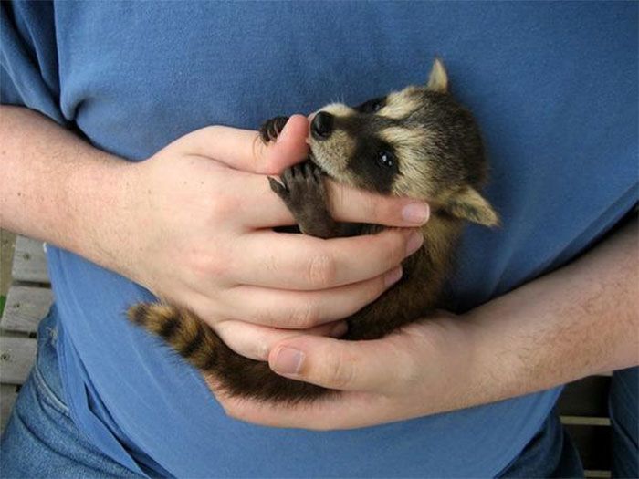 An adorable raccoon.