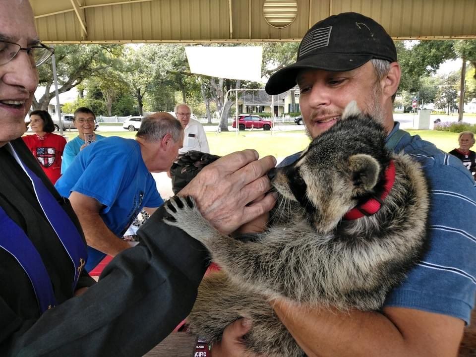 An adorable raccoon.
