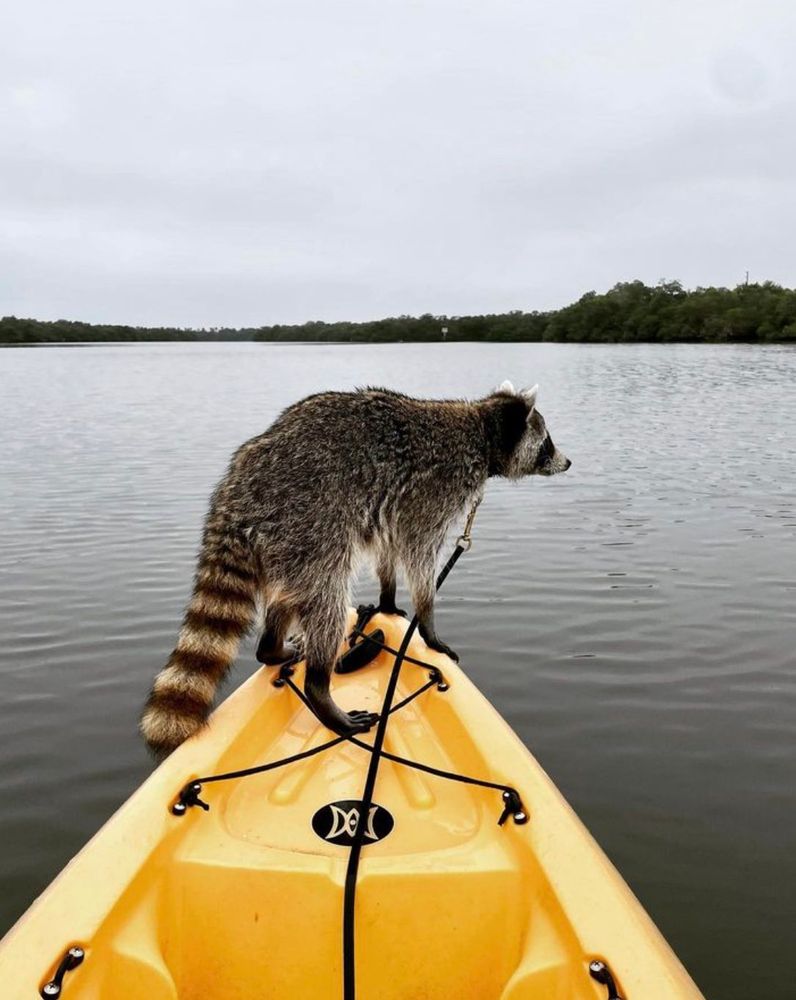 An adorable raccoon.