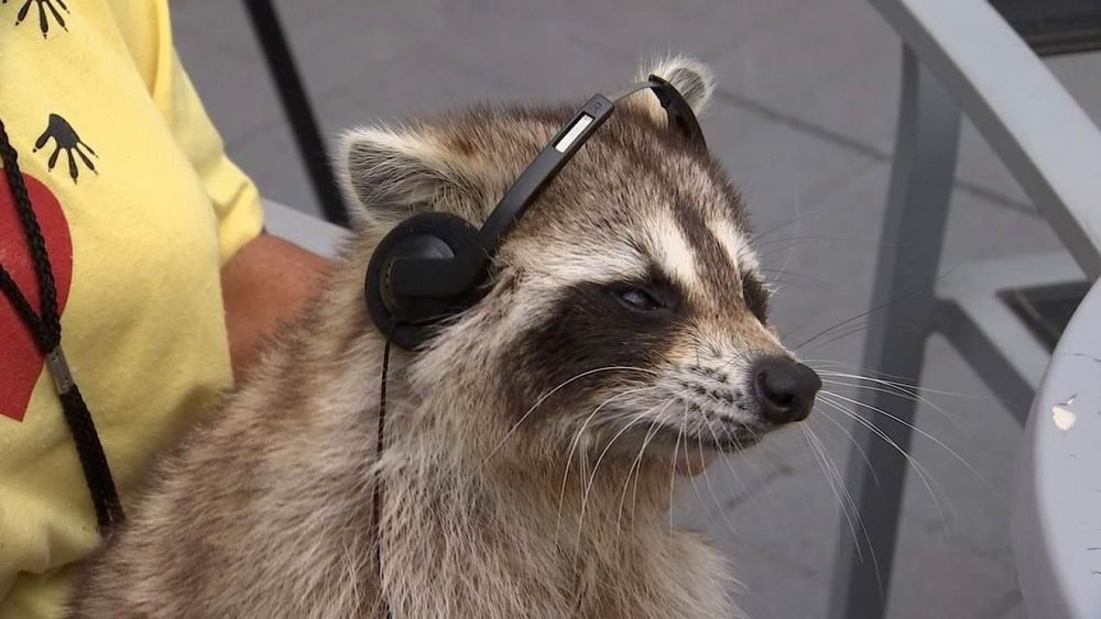 An adorable raccoon.