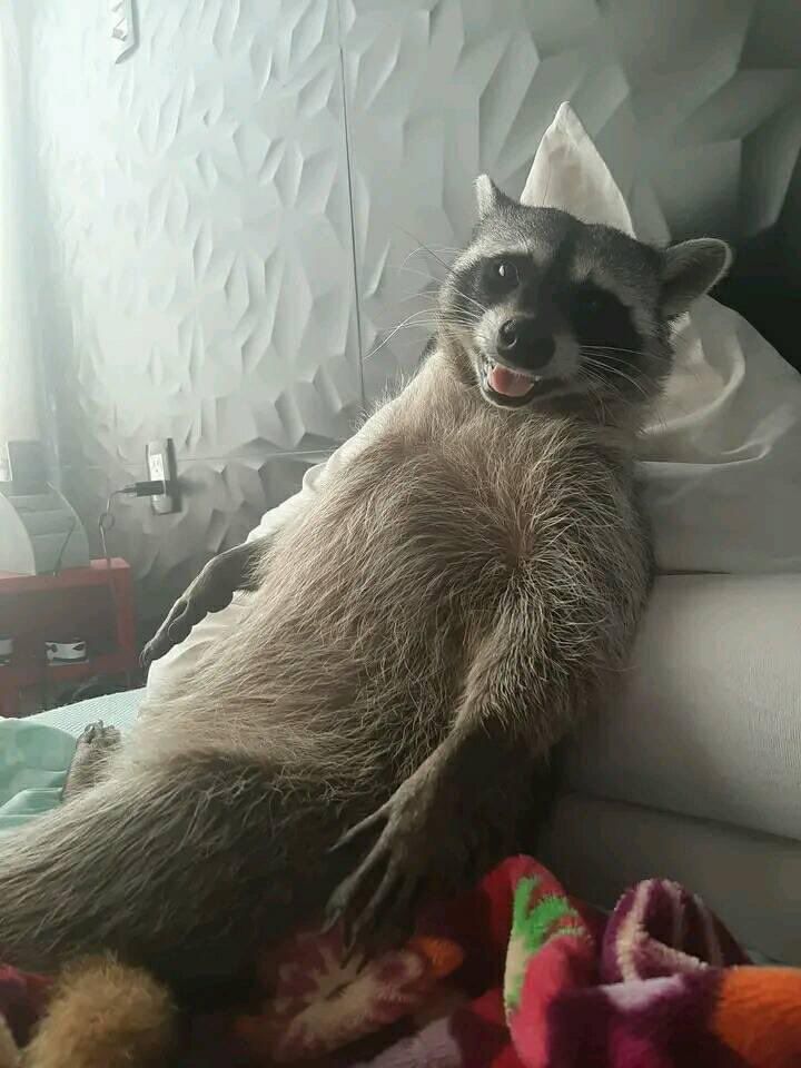 An adorable raccoon.