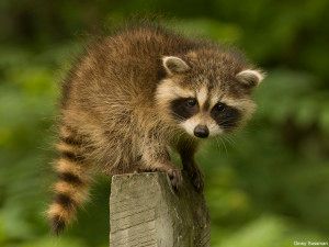 An adorable raccoon.