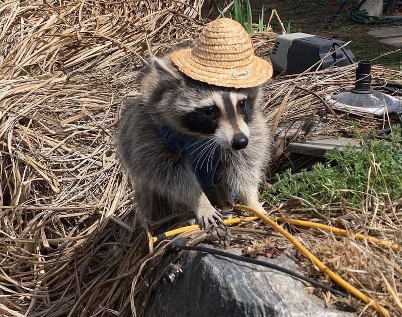 An adorable raccoon.