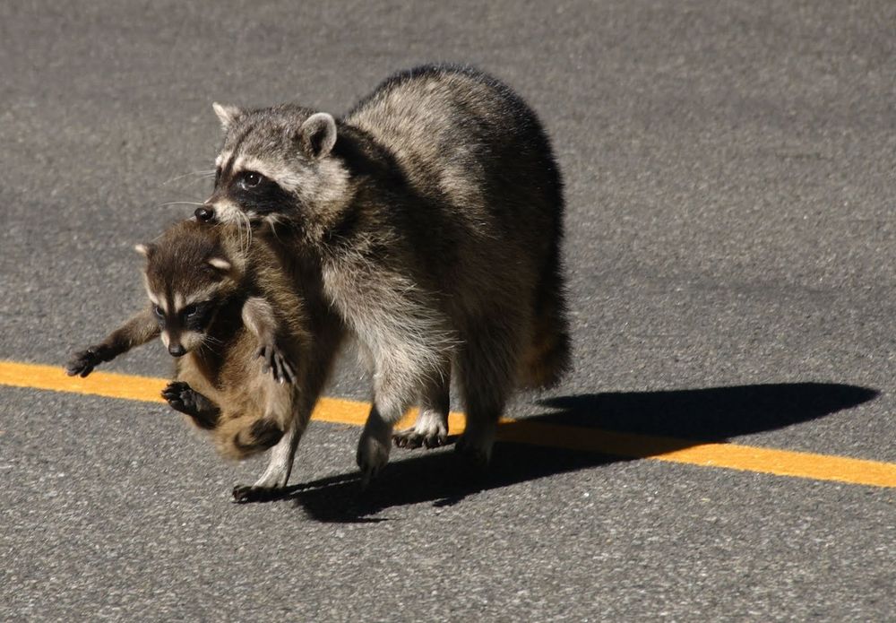 An adorable raccoon.