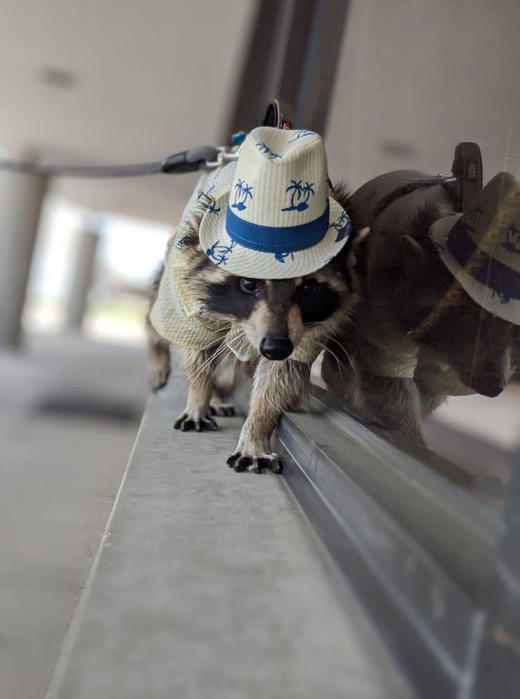 An adorable raccoon.