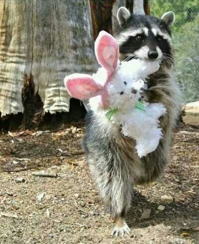 An adorable raccoon.